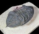 Detailed Zlichovaspis Trilobite - Atchana, Morocco #63378-2